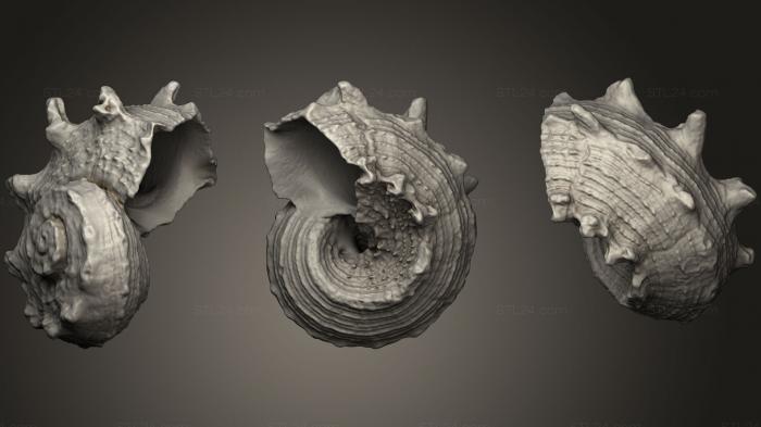 Камни и ракушки (Оболочка тюрбана, ROCKS_0040) 3D модель для ЧПУ станка